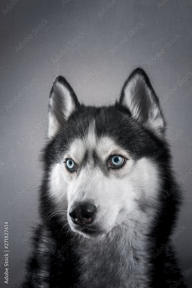 Beautiful portrait husky. Studio portrait siberian husky dog on grey background in studio.