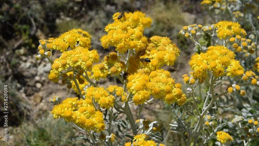Flowers of silver ragwort (Jacobaea maritime) on the rocks in France Flowers of silver ragwort (Jacobaea maritime) on the rocks in France