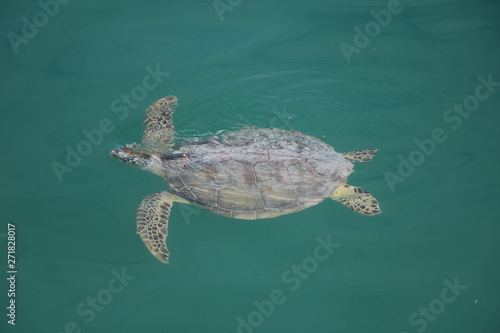 Green sea turtle in Monkey Mia, Western Australia