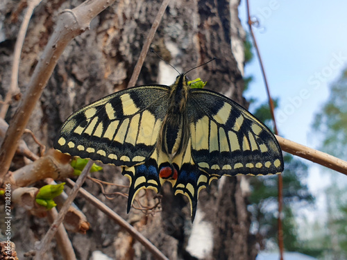 Mahaon butterfly immediately after the appearance in natural habitat photo