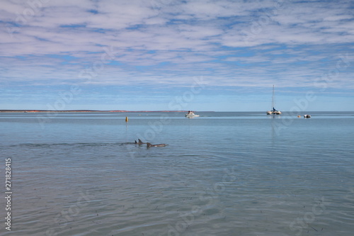 Bottlenose dolphin at Monkey Mia, Western Australia © ClaraNila