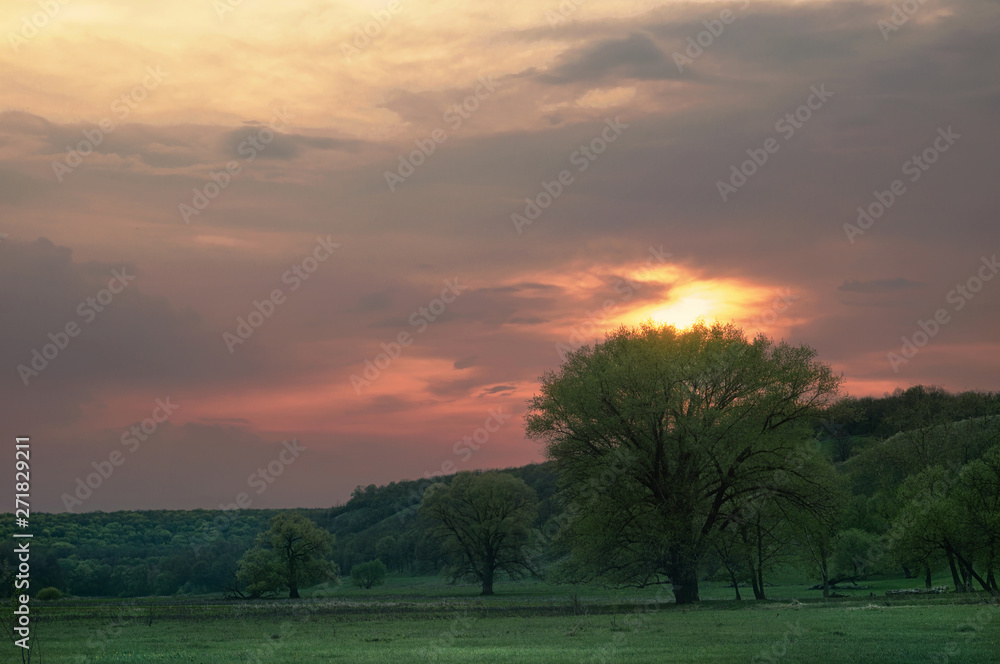 Green trees in a spring hilly valley at the sunset on meadows. Evening cloudy sky at sunset wildlife nature landscape