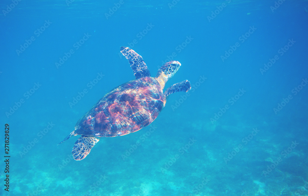 Fototapeta premium Sea turtle in blue sea water. Green turtle underwater photo. Wild marine animal in natural environment