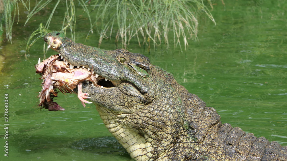 Fototapeta premium Croco