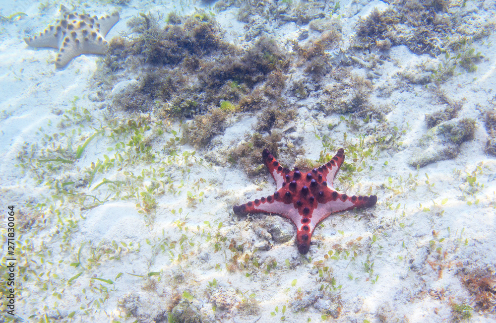 Red starfish on sea shore with seagrass. Underwater photo of star fish in tropical seashore. Exotic island beach Red starfish on sea shore with seagrass. Underwater photo of star fish in tropical seashore. Exotic island beach