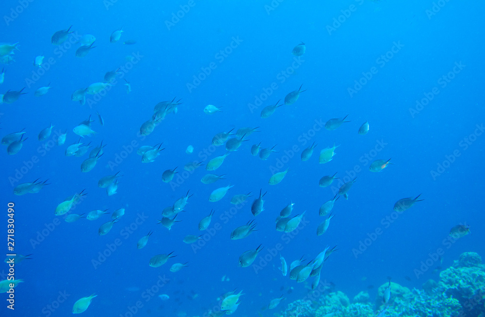 Tropical fish in blue sea water. Coral reef fish school underwater photo. Tropical sea snorkeling or diving banner template