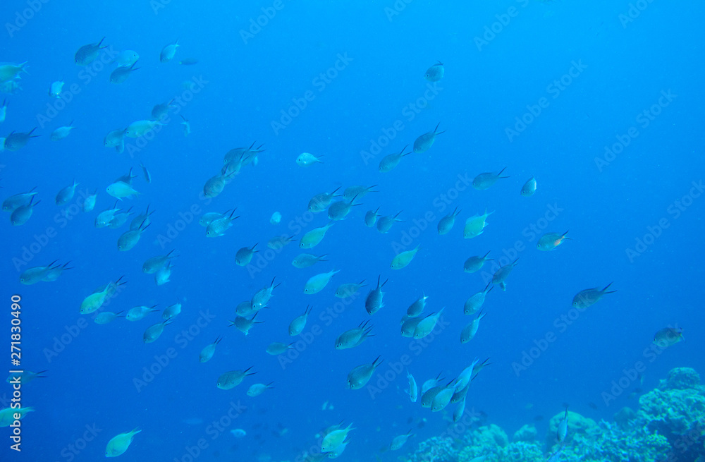 Obraz premium Tropical fish in blue sea water. Coral reef fish school underwater photo. Tropical sea snorkeling or diving banner template