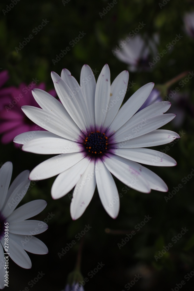 beautiful flowers in a sunny day beautiful flowers in a sunny day