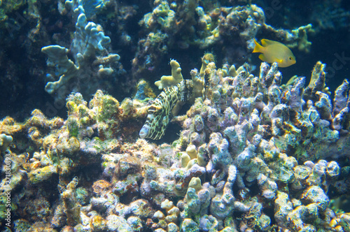 Tropical fish in coral reef underwater photo. Coral fish in natural environment. Coral fish undersea.