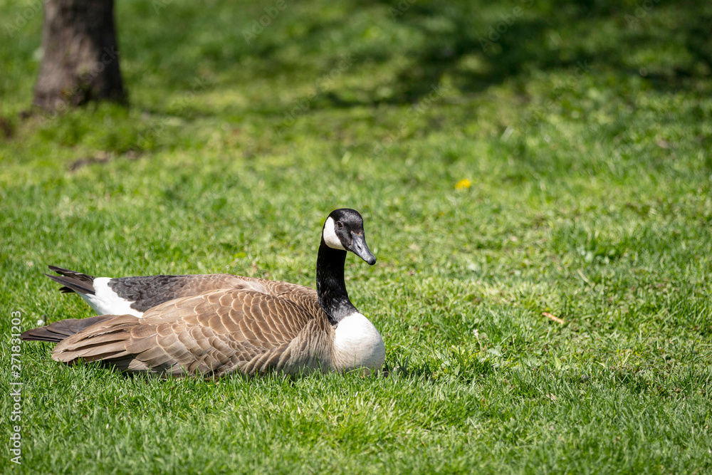 Canada goose nesting in the grass in a park, looking toward camera Canada goose nesting in the grass in a park, looking toward camera