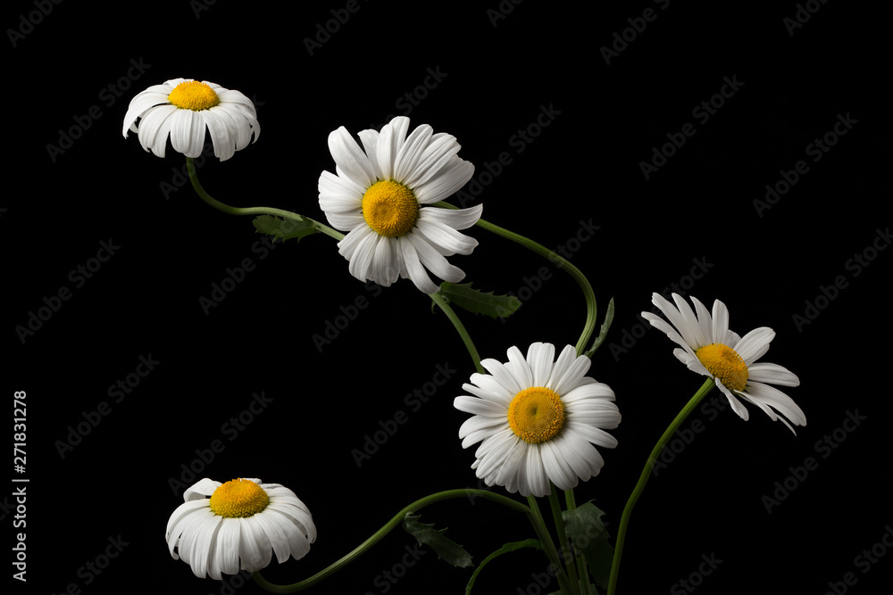 Fototapeta premium Arrangement of chamomile flowers on a dark background.