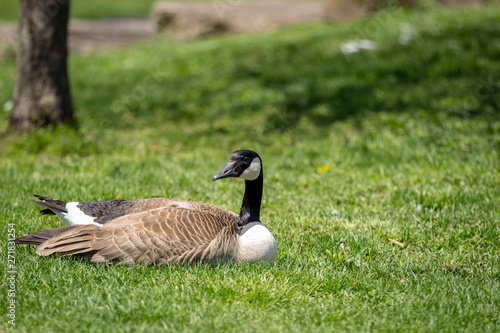 Canada goose nesting in the grass in a park, looking toward camera left