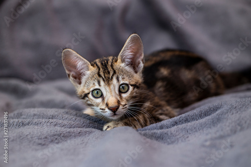 cute Kitten breed Savannah F4 photo