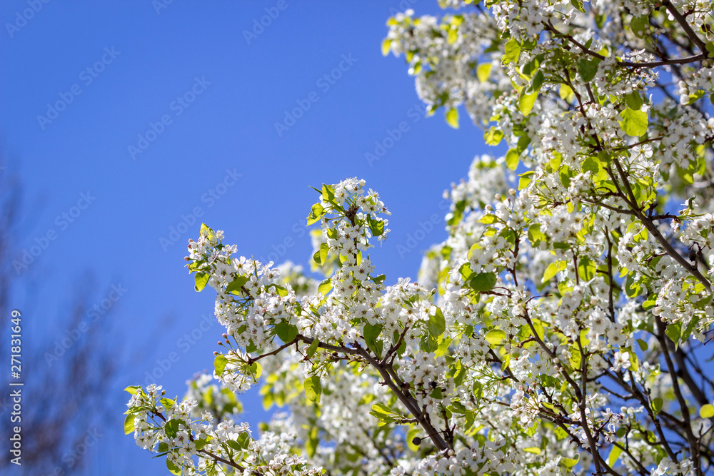 Close-up of white cherry blossoms against a bright blue sky Close-up of white cherry blossoms against a bright blue sky