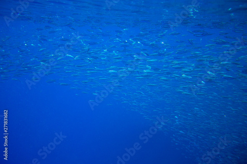 Small sardine school in blue ocean. Seafish underwater photo. Pelagic fish colony carousel in seawater. Mackerel shoal.