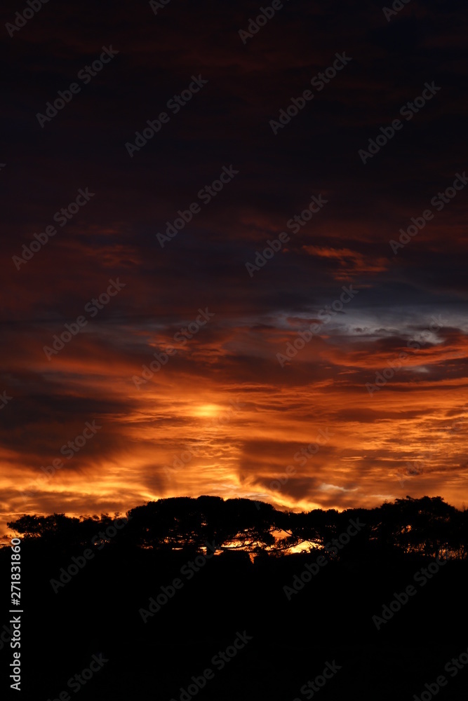beautiful and colorfull sunset with tree shadows beautiful and colorfull sunset with tree shadows