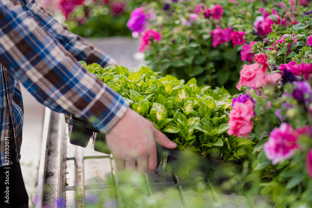 Many green plants in boxing on a tray. A man in a plaid shirt holds seedlings in his hands. Many green plants in boxing on a tray. A man in a plaid shirt holds seedlings in his hands.