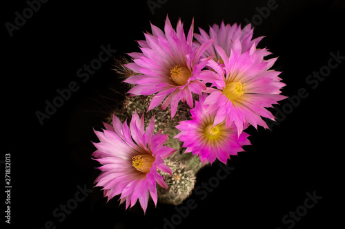 Echinocereus palmeri blooming with large  beautiful violet and pink flowers. Close up shot of beautiful cactus of Mexico on black background. Succulent plant blooming with decorative flowers.