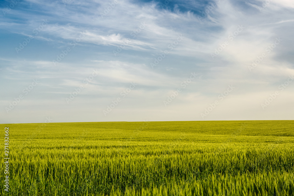 Rural landscape of wheat field Rural landscape of wheat field