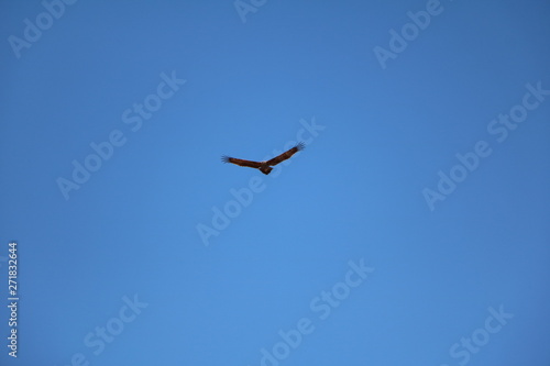 Wedge tailed Eagle in the blue sky, Australia