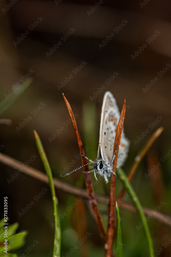 Obraz premium Nature