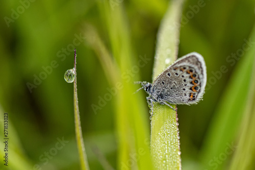 Wallpaper Mural Nature Torontodigital.ca