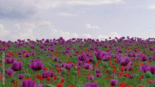 Wallpaper Mural Blossom of red and purple poppy field against blue cloudy sky. Flowering Papaver with unripe seed heads at windy day. Maturing blue poppy flowers with pods in agriculture. Medical plants with straws Torontodigital.ca