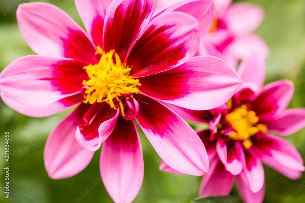 Red and pink dahlia in garden. Red and pink dahlia in garden.