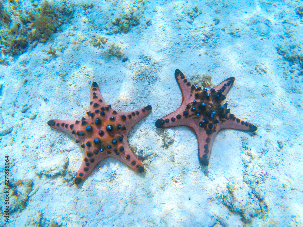 Two orange starfish on white sand beach underwater photo. Star fish in tropical seashore. Exotic island beach undersea view Two orange starfish on white sand beach underwater photo. Star fish in tropical seashore. Exotic island beach undersea view