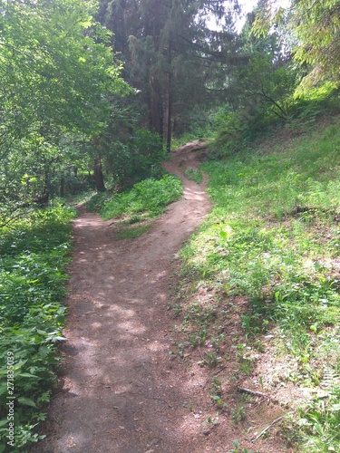 path in the forest