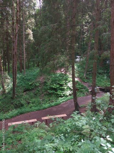 view from the hill to the road in the summer forest
