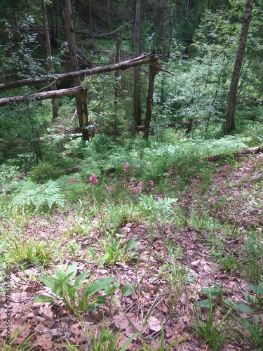 pink flowers on the edge of a ravine with broken trees