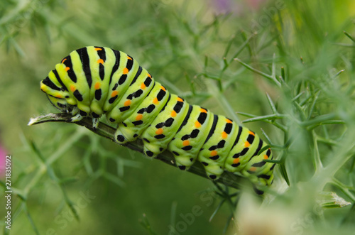 Macaon butterfly caterpillar on a fennel plant. photo