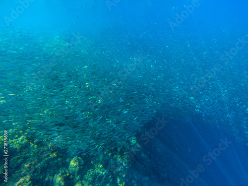Fototapeta Naklejka Na Ścianę i Meble -  Huge fish school near coral reef. Tropical sea shore underwater photo. Undersea landscape with sardine fish shoal