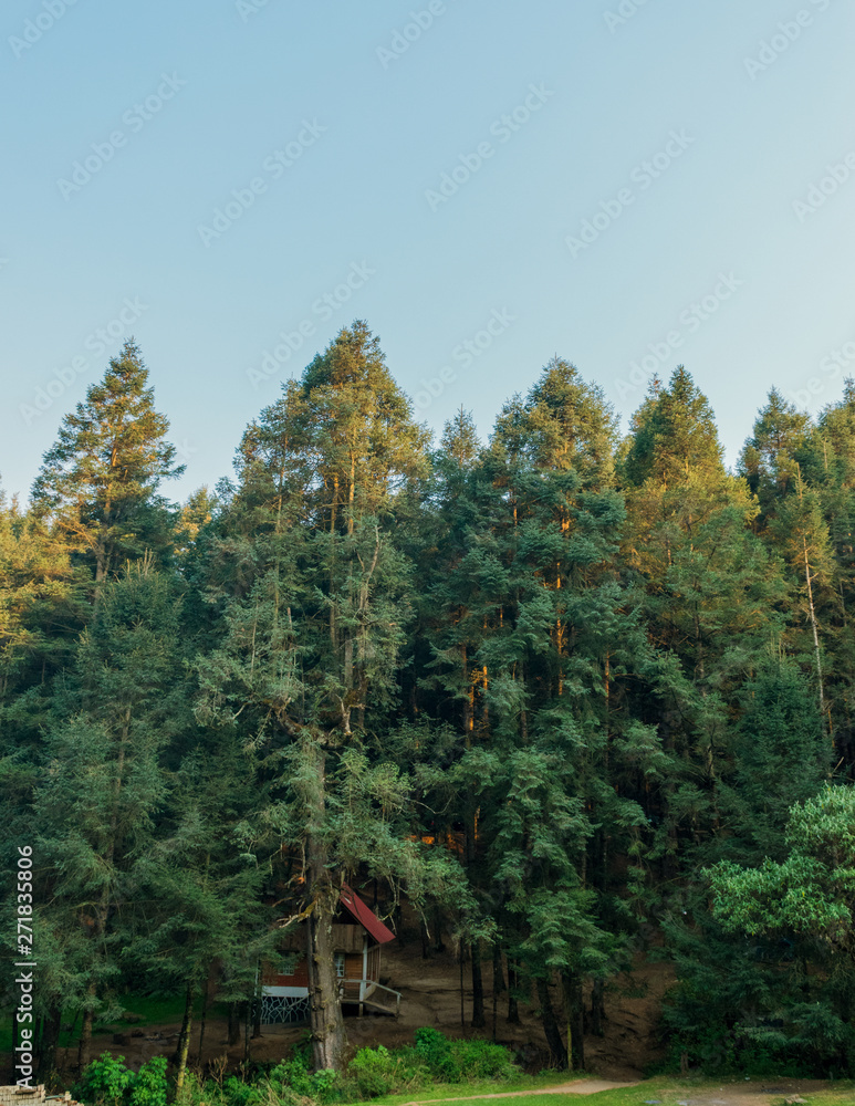 Fototapeta premium Pine trees on blue sky