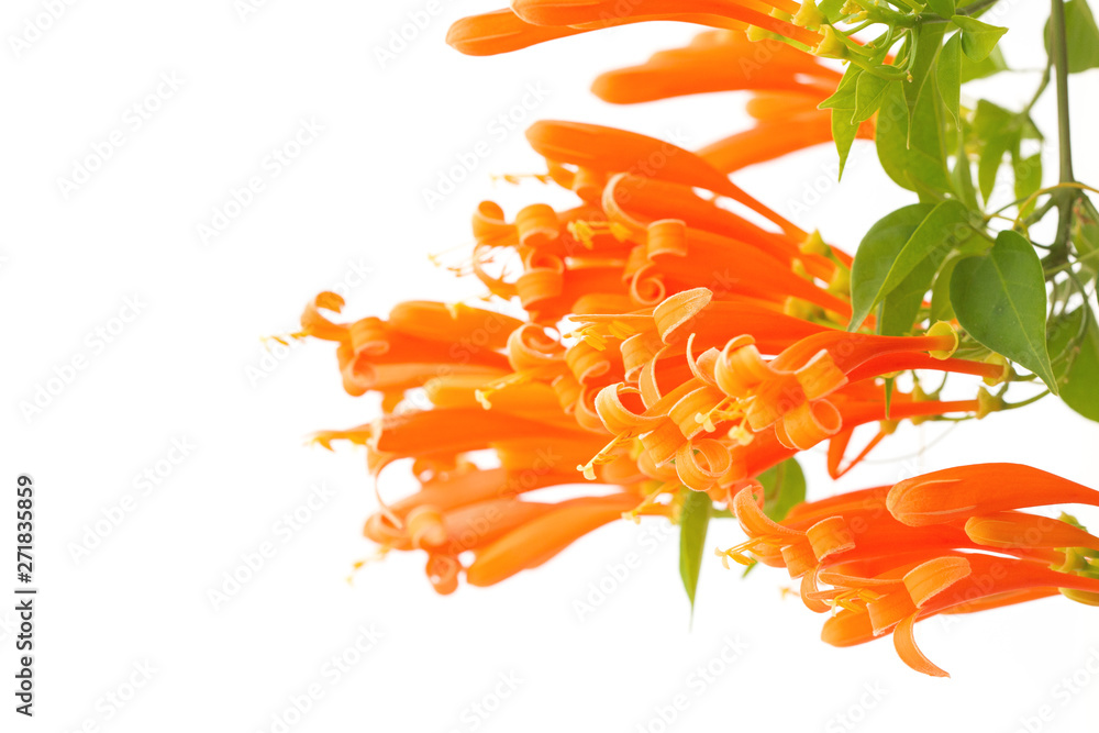 Close up Orange trumpet, Flame flower, Fire-cracker vine on white background Close up Orange trumpet, Flame flower, Fire-cracker vine on white background