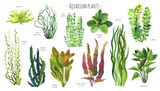 Aquarium plants watercolor illustration set. Red, blue, green and yellow water plants. Freshwater plants.