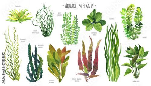 Aquarium plants watercolor illustration set. Red, blue, green and yellow water plants. Freshwater plants.