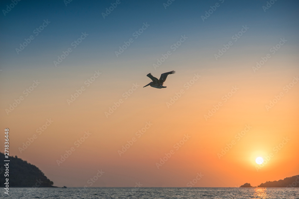 Seagull flying in the sunset on a beach