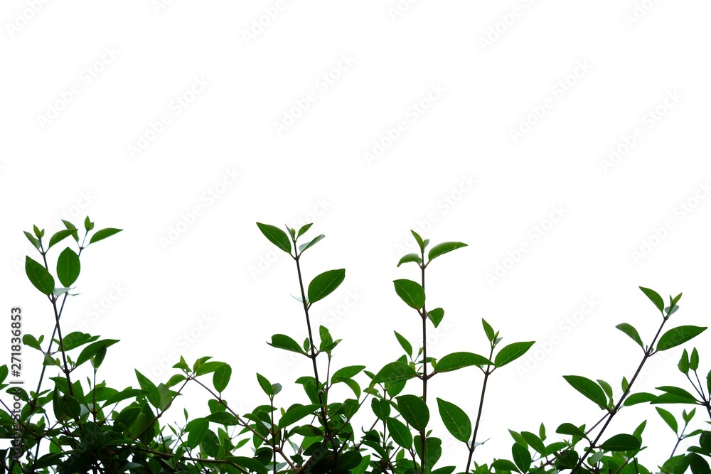 A twig of tropical plant with leaves on white isolated background for green foliage backdrop A twig of tropical plant with leaves on white isolated background for green foliage backdrop