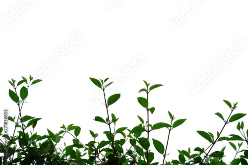 A twig of tropical plant with leaves on white isolated background for green foliage backdrop 