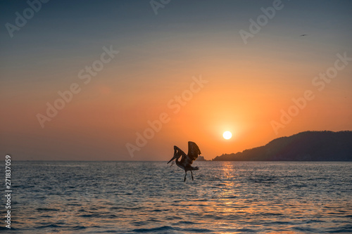Seagull flying in the sunset on a beach © Fernando Leon 