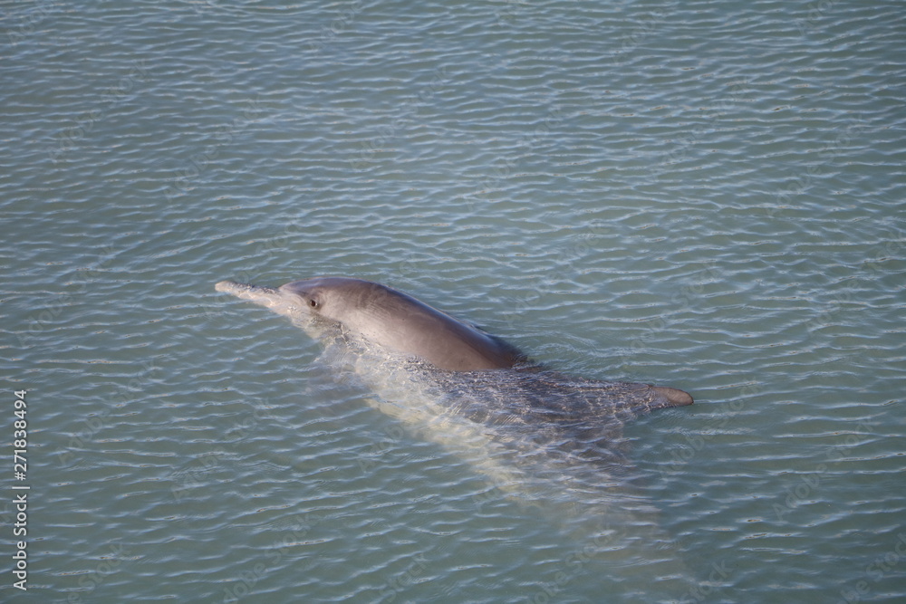 Fototapeta premium Bottlenose dolphin at Monkey Mia, Western Australia