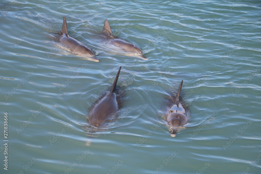Four Bottlenose dolphin in Western Australia