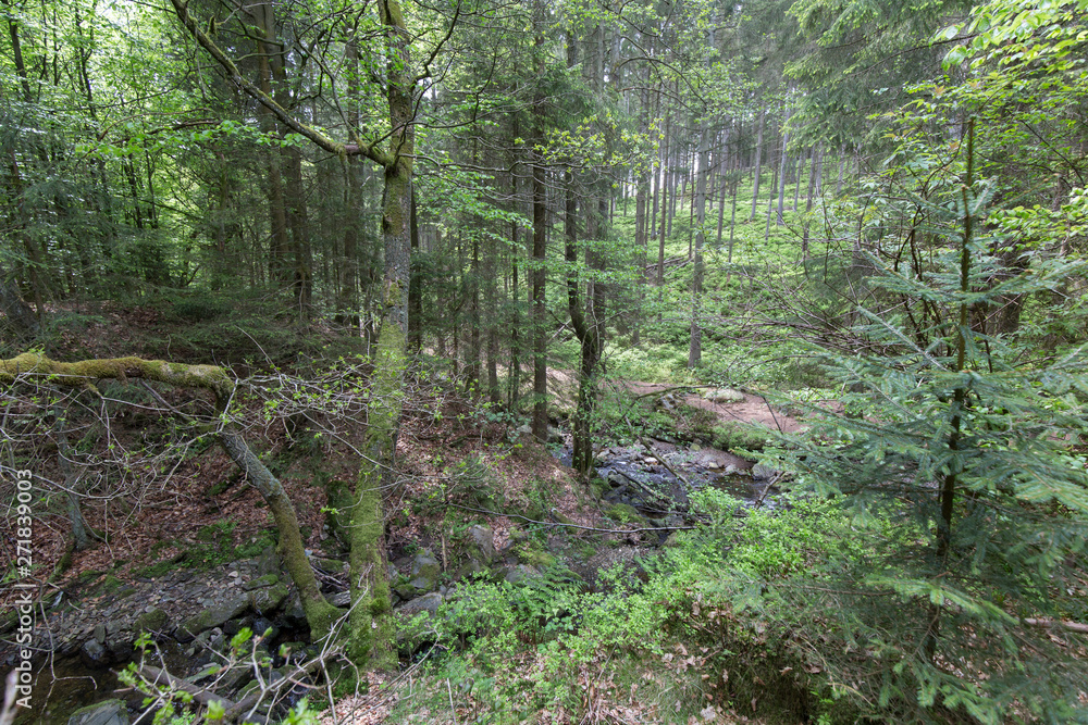 Fototapeta premium Hiking