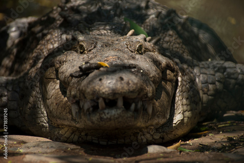 head of crocodile