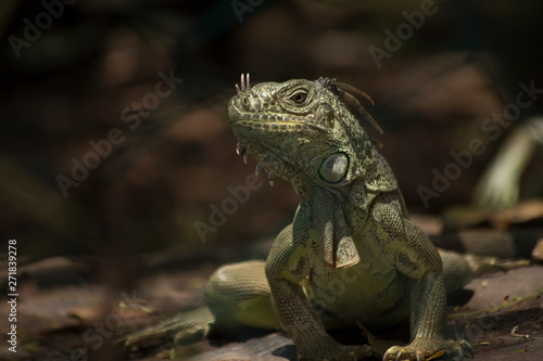 green iguana