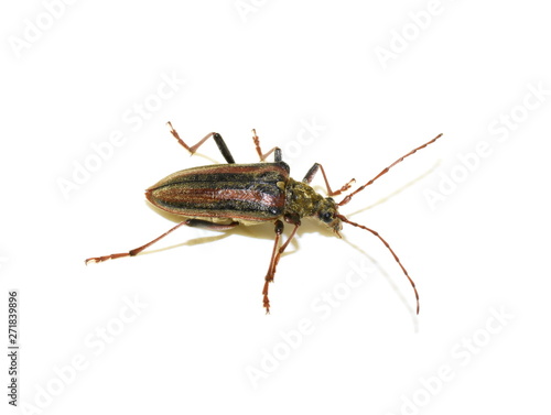 The longhorn beetle Oxymirus cursor female on white background