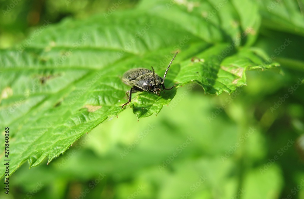 Fototapeta premium Black agriotes beetle on raspberry leaves in the garden