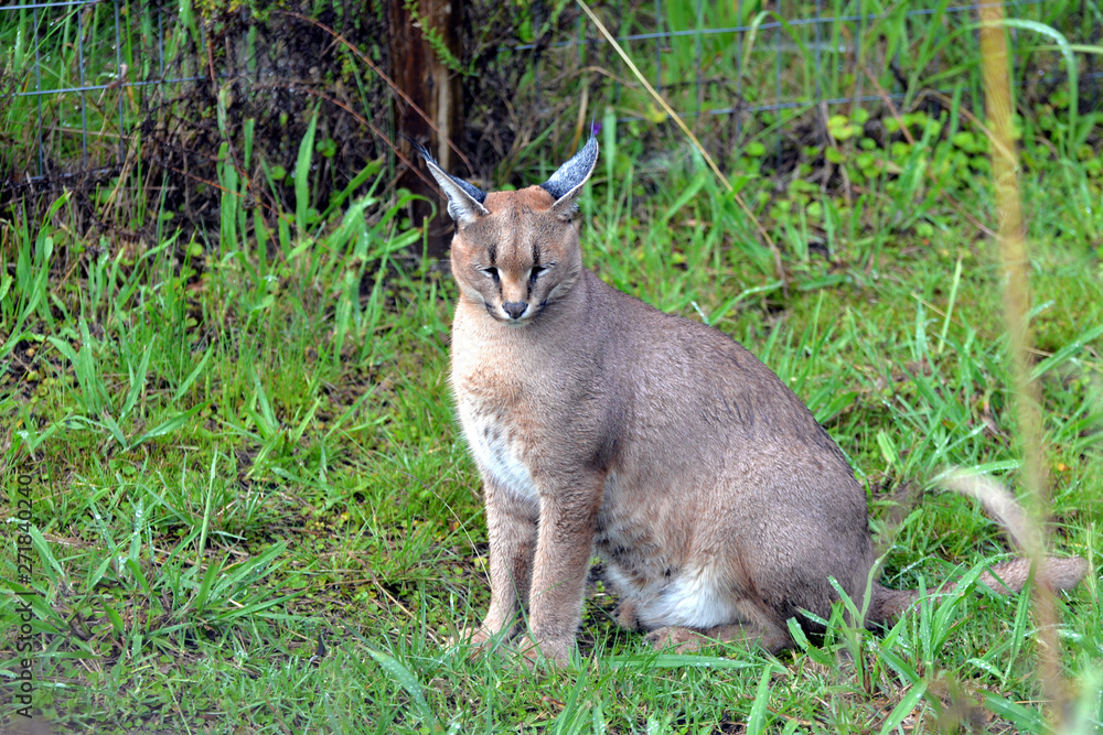Fototapeta premium Caracal in South Africa (tenigwa)